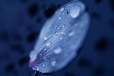 Close-up of water drops on leaf