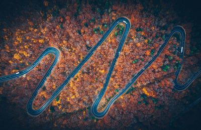 High angle view of orange leaf on table