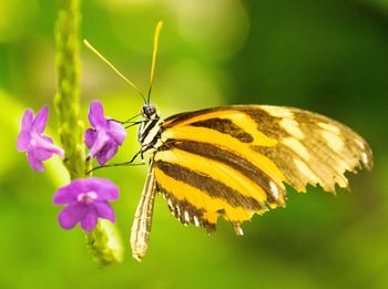 Close-up of butterfly pollinating on yellow flower