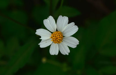 Close-up of white daisy flower