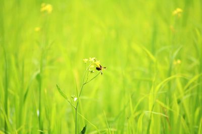 Close-up of bee on flower in field