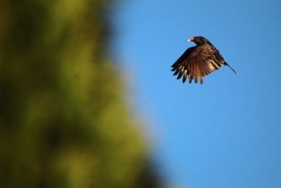 Low angle view of bird flying against the sky