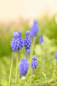 Close-up of purple flowering plants on field