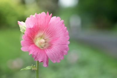 Close-up of pink flower blooming outdoors