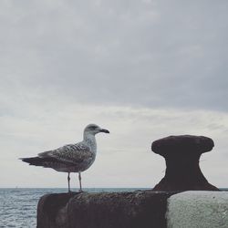 Seagull perching on sea against sky