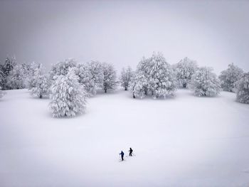 Two skiers going down the slope and trees covered in snow in the background