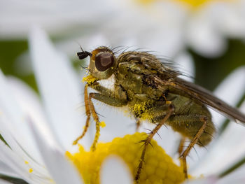 Close-up of bee pollinating on flower