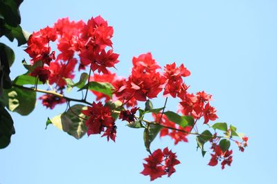 flowering plant