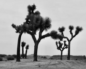 Coconut palm trees on desert against sky