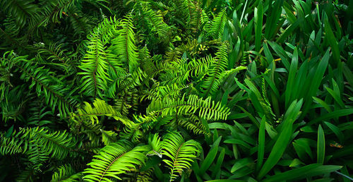 Abstract stunning green leaf texture, tropical leaf foliage nature dark green background. 