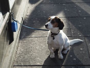 High angle view of dog sitting on sidewalk