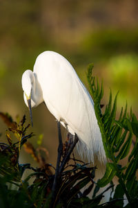 Close-up of white bird