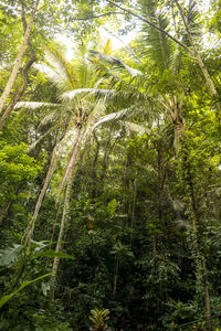 Trees in forest