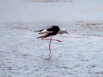 Bird on beach