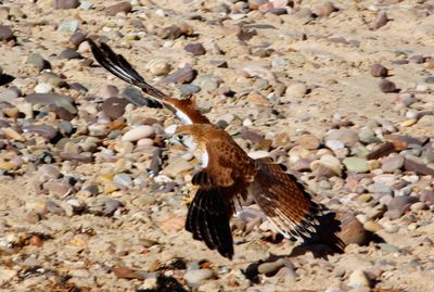 Close-up of bird perching on ground