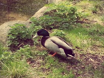 Bird on grass