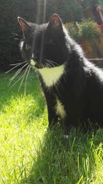 Close-up of cat on grass