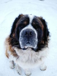 Close-up of saint bernard dog