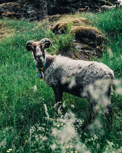 Portrait of an animal on field