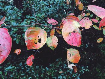 Leaves on ground