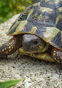 Close-up of a turtle