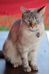 Close-up of cat sitting on table