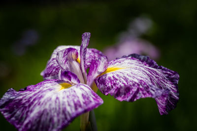 Close-up of wet purple iris flower