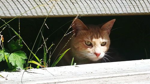 Portrait of cat