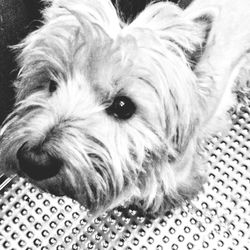 Close-up portrait of a dog