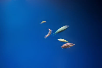 Close-up of jellyfish