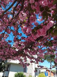 Low angle view of pink flowers on tree