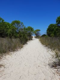 Footpath amidst trees against clear blue sky
