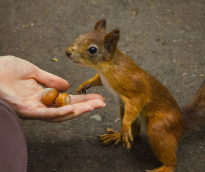 Hand holding squirrel eating food
