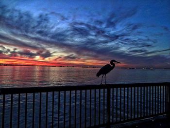 Silhouette bird perching on sea against sky during sunset