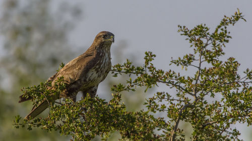 Falcon bird perching on tree