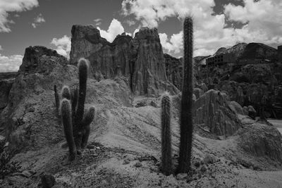 Cactus growing in desert against sky