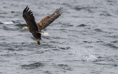 Sea eagle flying over sea