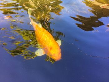 High angle view of koi carps swimming in water