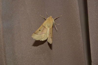 Close-up of insect