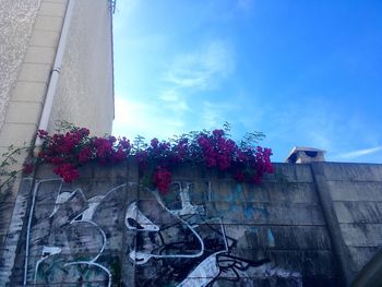 Low angle view of flowers against sky