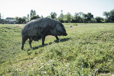 Elephant in a field