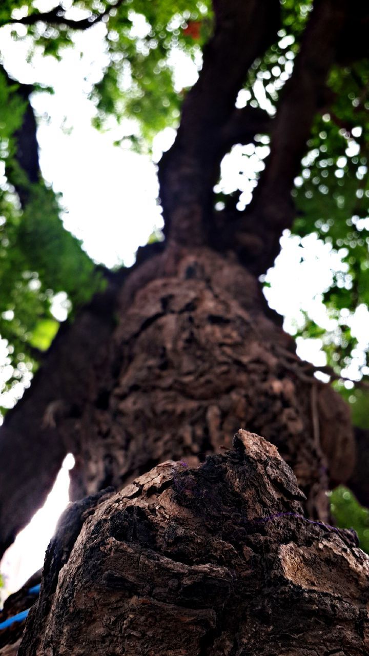 tree, tree trunk, nature, no people, bark, growth, day, low angle view, textured, outdoors, beauty in nature, close-up