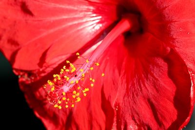 Close-up of red hibiscus blooming outdoors