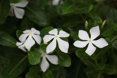 Close-up of white flowering plant