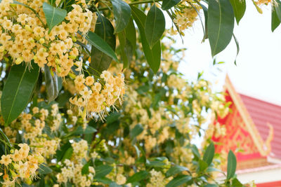 Close-up of yellow flowering plant