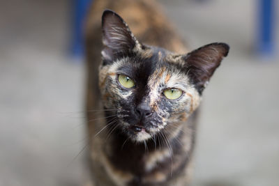 Close-up portrait of cat