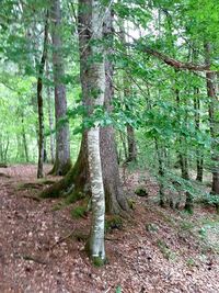 Trees in forest