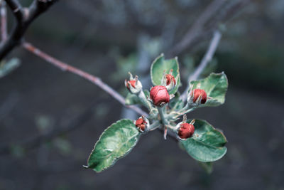 Close-up of red berries growing on plant