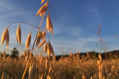 Close-up of oat crop