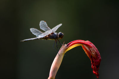 Close-up of insect on flower